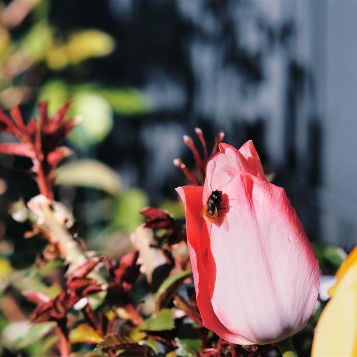 Natur Blumen Makro